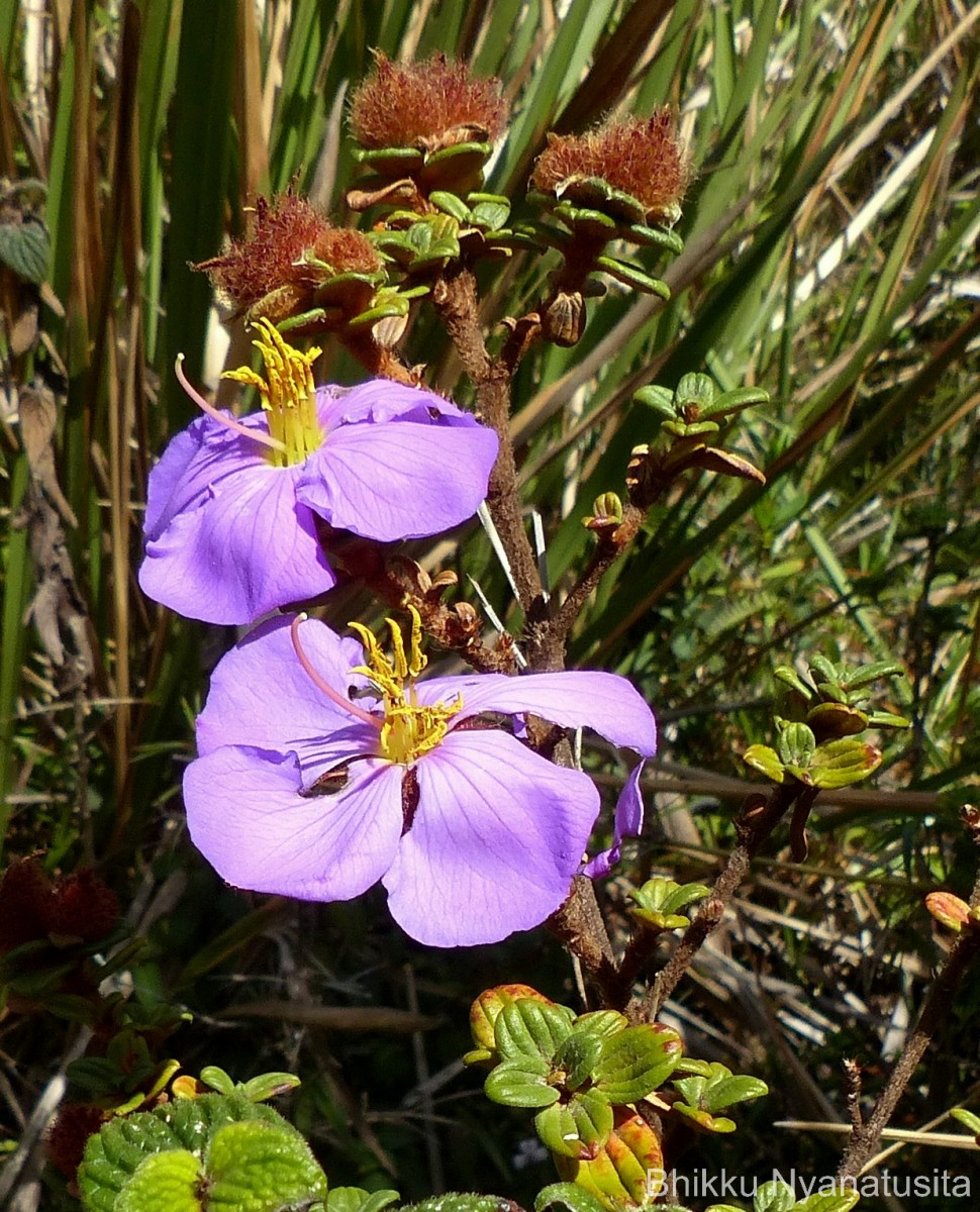 Osbeckia buxifolia Arn.